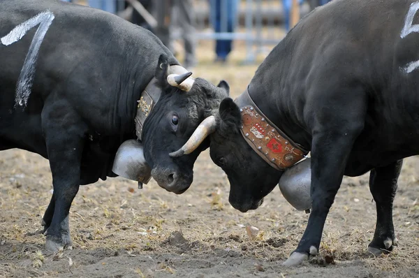 Αγελάδα Nendaz την καταπολέμηση des Reines καταπολέμηση — Φωτογραφία Αρχείου