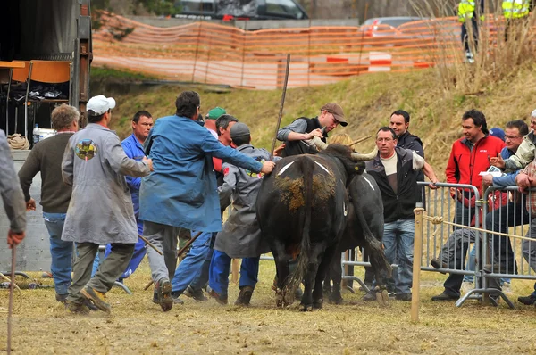 Αγωνοδίκες βιασύνη να στρογγυλοποιεί προς τα πάνω τις αγελάδες — Φωτογραφία Αρχείου