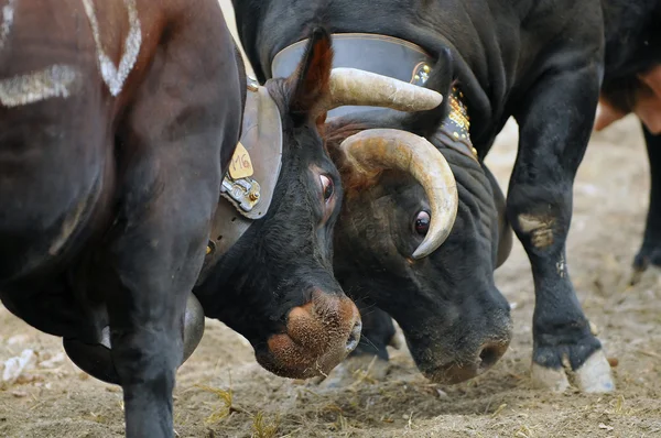 Zwei kämpfende Kühe — Stockfoto