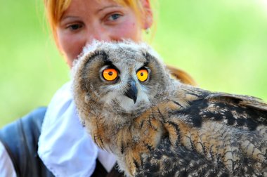 Genç Avrasya kartal baykuş