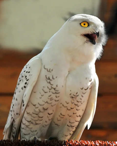 Schneehuhn (harfang)) — Stockfoto