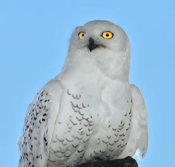 Kar baykuşu veya harfang — Stok fotoğraf