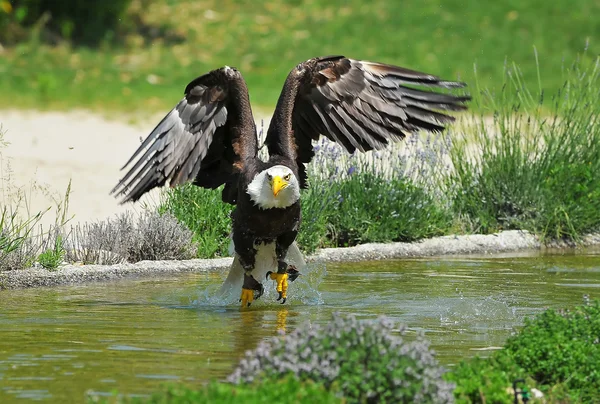 A bald eagle takes off — Stock Photo, Image