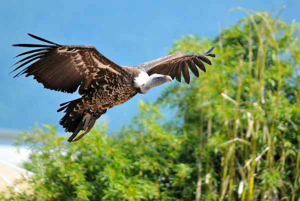 Avvoltoio in volo vista — Foto Stock