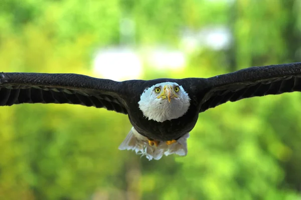 Bald Eagle szybownictwo niskie — Zdjęcie stockowe