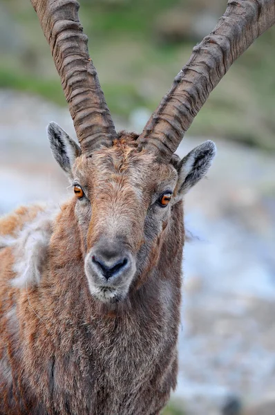 Un gros bouquetin alpin mâle — Photo