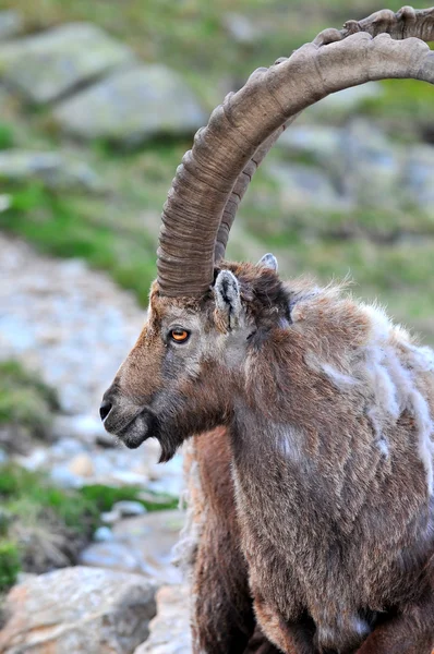 A large male alpine ibex — Stock Photo, Image
