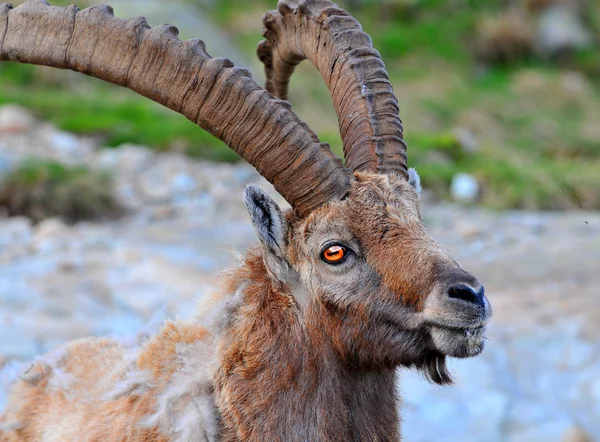 Ein großer männlicher Steinbock — Stockfoto