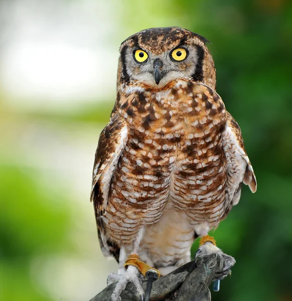 Coruja de águia eurasiana — Fotografia de Stock