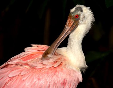 Pembe kaşıkçı parlak kırmızı göz ile