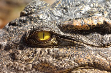 bir reptillian gözüyle bakmak 