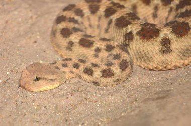 Red Rattlesnake close up