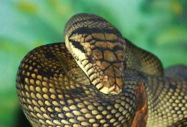 python (liasis ametistinus)