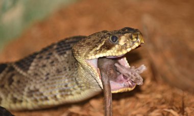 rattlesnake (crotalus adamanteus)