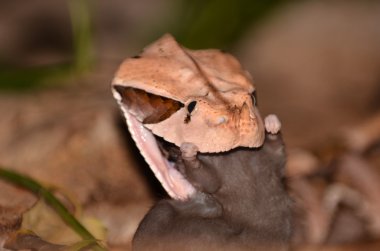 Gaboon Viper close up