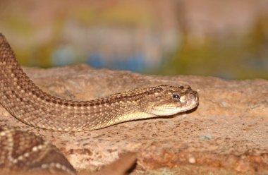Çıngırak yılan yakın çekim