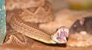Rattle Snake close up clipart