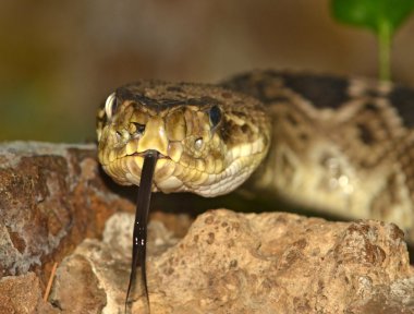 Diamondback rattlesnake close up