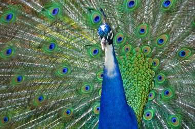 Tavus kuşu (pavo cristatus)