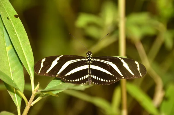 Der Zebrafalter aus Südamerika — Stockfoto