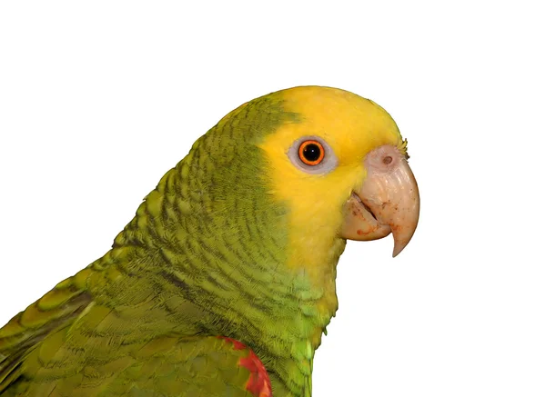 Profile of a yellow-headed parrot — Stock Photo, Image