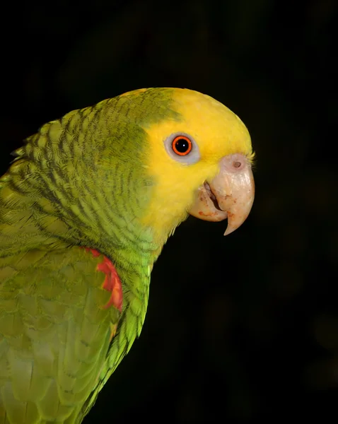 Профиль желтоголового попугая — стоковое фото