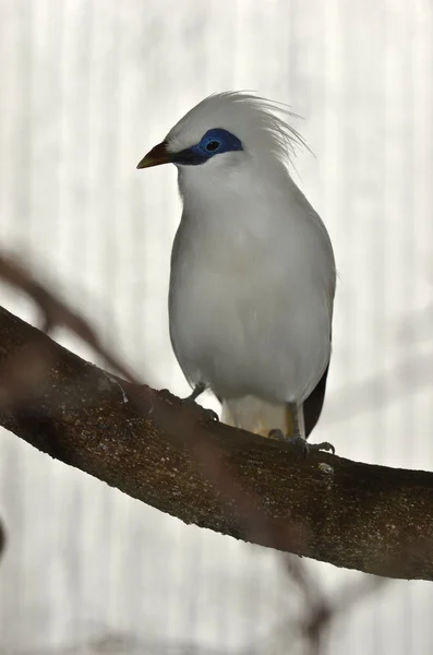 The almost extinct Bali starling — Stock Photo, Image