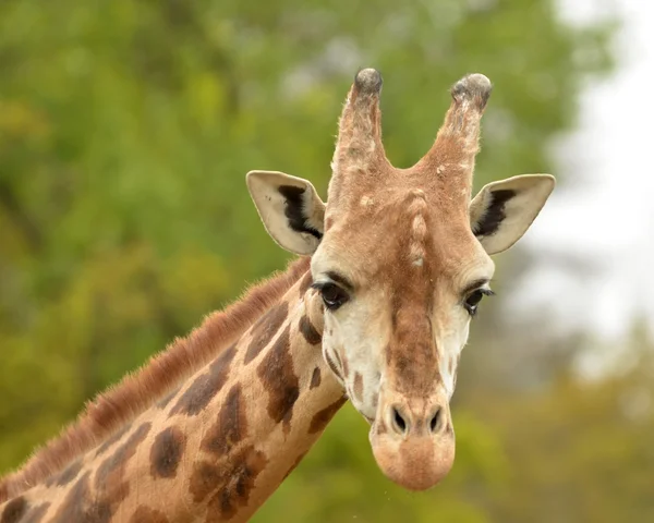 Testa e collo superiore di una giraffa — Foto Stock