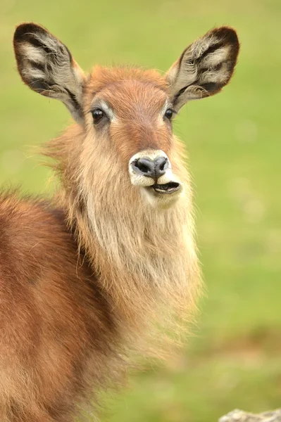 Wasserbockweibchen eine große Antilope — Stockfoto