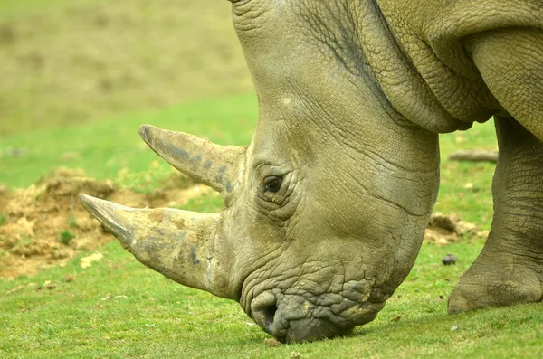 Kopf des Breitmaulnashorns — Stockfoto