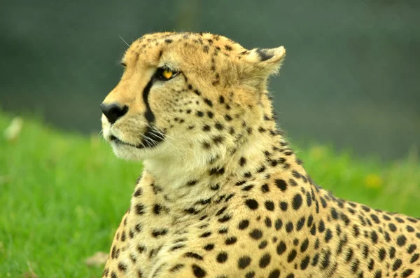 En afrikansk cheetah vilar — Stockfoto