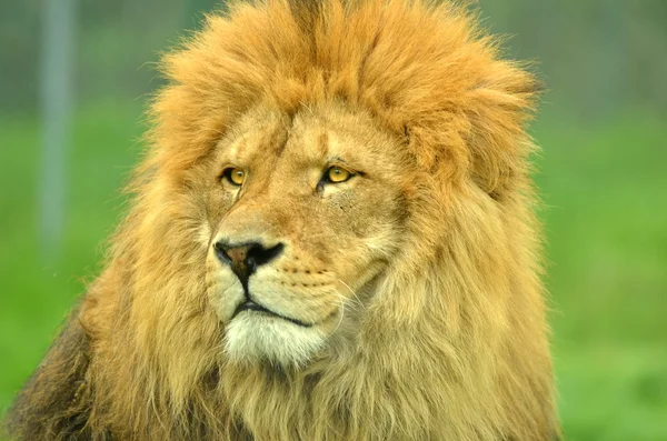 Male Lion close up portrait — Stockfoto