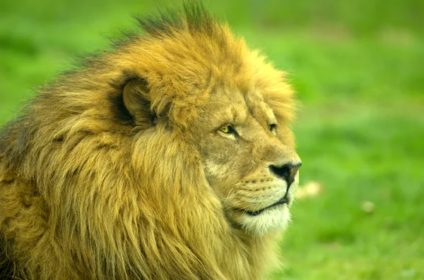 Male Lion close up portrait — Φωτογραφία Αρχείου