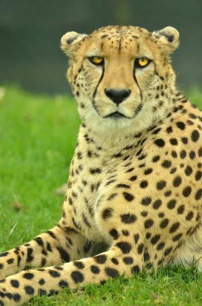 En afrikansk cheetah vilar — Stockfoto