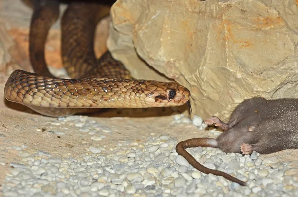 Cobra égyptien gros plan — Photo