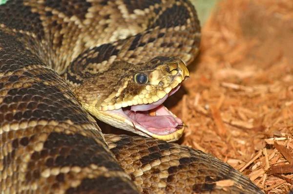 Rattle serpiente de cerca — Foto de Stock