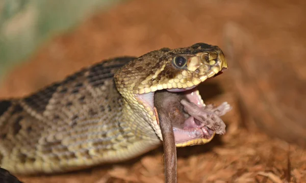 Rattlesnake (crotalus adamanteus) — Stock Photo, Image