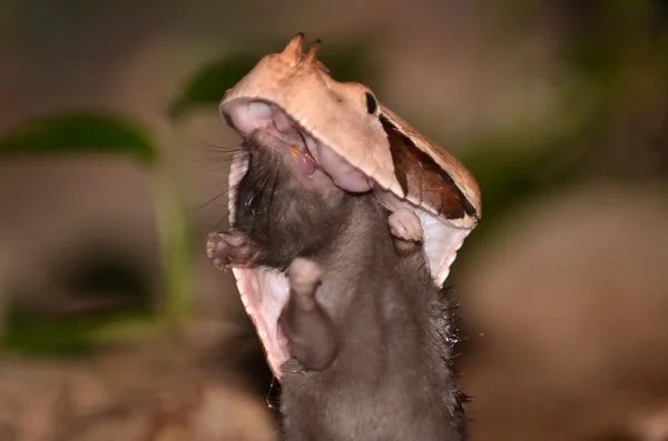 Gabunenotter aus nächster Nähe — Stockfoto