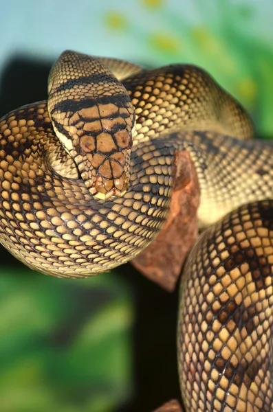 자 수정 비단 뱀 가까이 — 스톡 사진