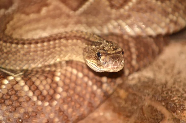 Red Rattlesnake close up — Stock Photo, Image