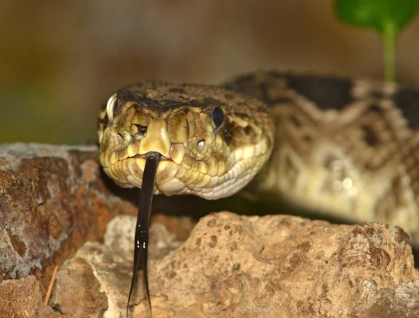 Diamondback serpiente de cascabel de cerca —  Fotos de Stock