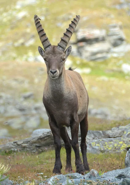 Bir erkek dağ dağ keçisi — Stok fotoğraf