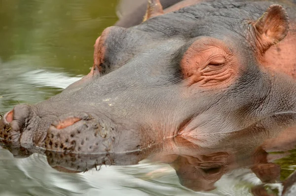 Contented hippopotamus resting in water Stock Photo