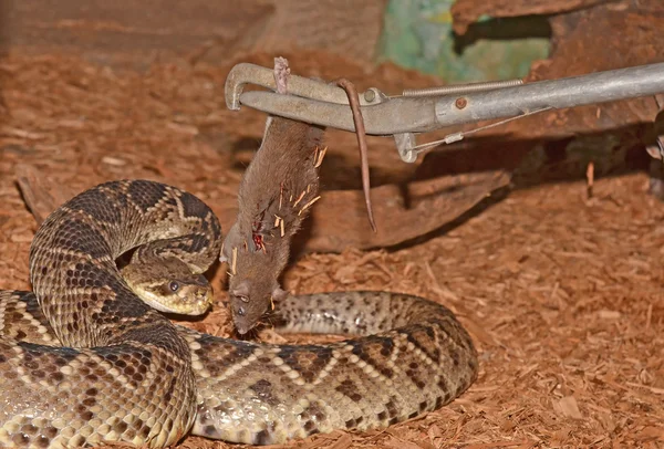 Rattle Snake aproape Fotografie de stoc