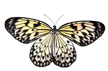 bir büyük beyaz ağaç perisi