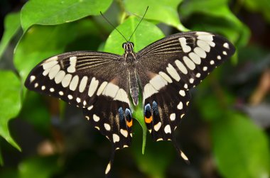 Formanın kanatları ile dinlenme swallowtail 