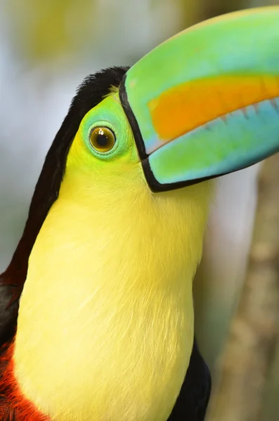 Rainbow toucan d'Amérique du Sud — Photo