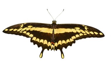 Dev Swallowtail beyaz bir arka plan