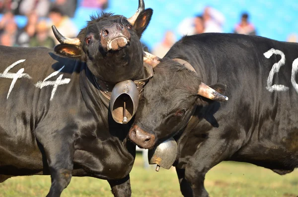 Zwei Kühe im Kampf — Stockfoto