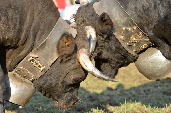 Zwei kämpfende Kühe — Stockfoto